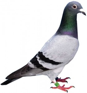 Pigeon racing facts: 1/ The Queen is the sport’s patron 2/ Racing pigeons cost about 10p a day to look after and can win £10,000-£30,000 in jackpot races 3/ Racing pigeons can fly much further and faster than racehorses 4/ The most expensive racing pigeon sold for $328,000 earlier this year 5/ There are 40,000 pigeon racing enthusiasts in the UK