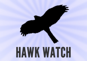 box-hawkwatch Soaring hawk UK populations are responsible for a large number of racing pigeon deaths each year.<br />If you spot a hawk, peregrine or other raptor in your area, or see signs of an attack from these birds of prey on a racing pigeon, please report it using this online Hawk Watch system.