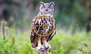 eagle owl
