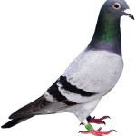 Pigeon racing facts: 1/ The Queen is the sport’s patron 2/ Racing pigeons cost about 10p a day to look after and can win £10,000-£30,000 in jackpot races 3/ Racing pigeons can fly much further and faster than racehorses 4/ The most expensive racing pigeon sold for $328,000 earlier this year 5/ There are 40,000 pigeon racing enthusiasts in the UK